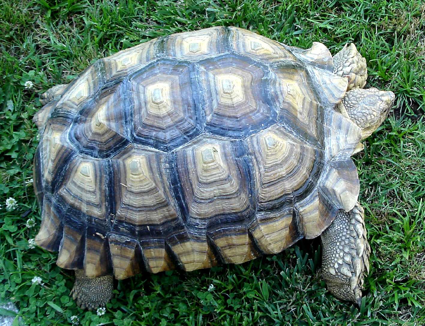 Гигантская черепаха